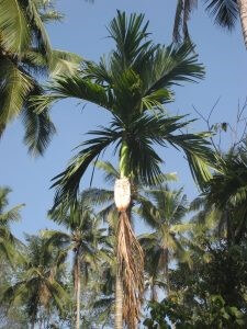 areca tree