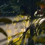 sunshine on Areca Leaf plant